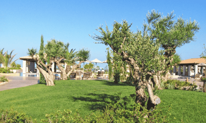 A hotel garden, showcasing sustainable green space design and management.