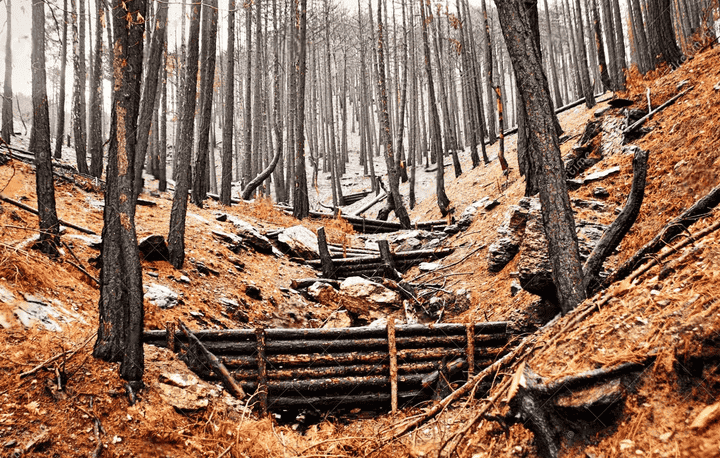 Forested area affected by fire, featuring blackened tree trunks, burnt debris, and a log dam structure for erosion control.